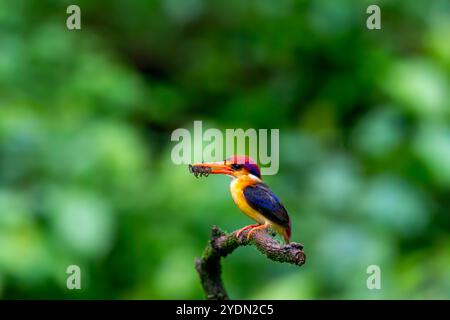 An Oriental dwarf kingfisher perched on top of a tree branch in the deep jungles on the outskirts of Panvel, Maharastra on a rainy monsoon day Stock Photo