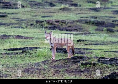 A group of wolfs walking in the grasslands of Bhigwan bird sanctuary, Maharashtra Stock Photo