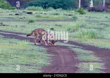 A group of wolfs walking in the grasslands of Bhigwan bird sanctuary, Maharashtra Stock Photo