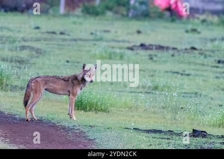 A group of wolfs walking in the grasslands of Bhigwan bird sanctuary, Maharashtra Stock Photo