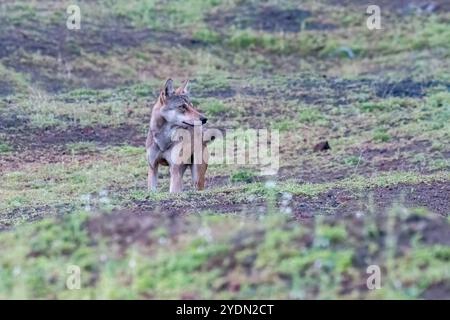 A group of wolfs walking in the grasslands of Bhigwan bird sanctuary, Maharashtra Stock Photo