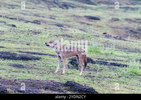 A group of wolfs walking in the grasslands of Bhigwan bird sanctuary, Maharashtra Stock Photo