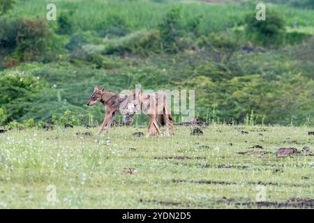 A group of wolfs walking in the grasslands of Bhigwan bird sanctuary, Maharashtra Stock Photo