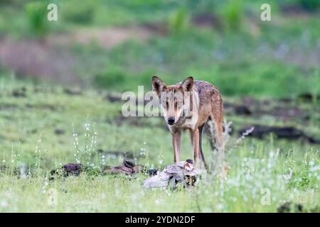 A group of wolfs walking in the grasslands of Bhigwan bird sanctuary, Maharashtra Stock Photo