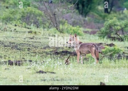 A group of wolfs walking in the grasslands of Bhigwan bird sanctuary, Maharashtra Stock Photo