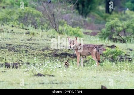 A group of wolfs walking in the grasslands of Bhigwan bird sanctuary, Maharashtra Stock Photo