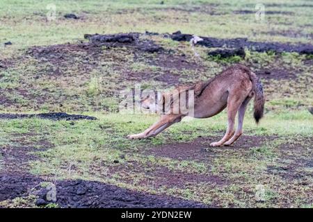 A group of wolfs walking in the grasslands of Bhigwan bird sanctuary, Maharashtra Stock Photo