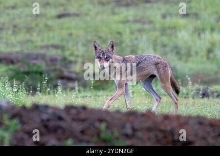 A group of wolfs walking in the grasslands of Bhigwan bird sanctuary, Maharashtra Stock Photo