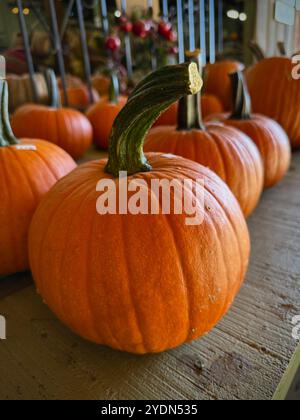 Bright orange field pumpkin (Cucurbita pepo) with a tall green stem, ideal for carving or fall decorations, capturing the essence of the autumn season Stock Photo