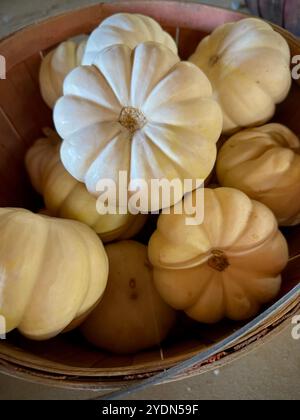 Basket of pale white pumpkins displayed at a farm market, perfect for neutral autumn decor, minimalist fall arrangements, and Thanksgiving table decor Stock Photo