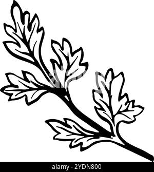 Celery. Vector graphics with the image of parsley greens. A hand-drawn black and white culinary illustration. On a white background. For menus, poster Stock Vector