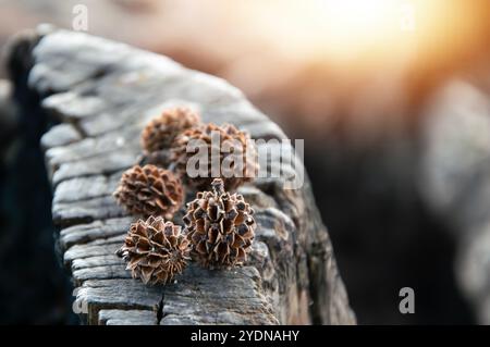 Pine cones fall onto the wooden floor. Stock Photo