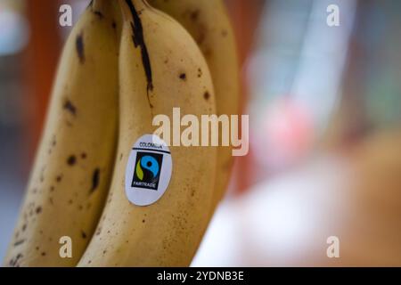 Fair Trade Bananas hanging in a kitchen - close up Stock Photo