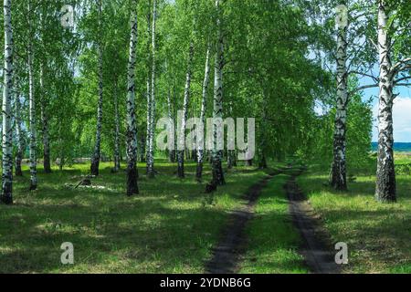 Dirt road in summer through a birch grove Stock Photo