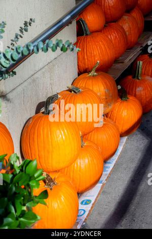 A collection of bright orange pumpkins arranged on a wooden surface against a rustic background, perfect for autumn and Halloween themes Stock Photo