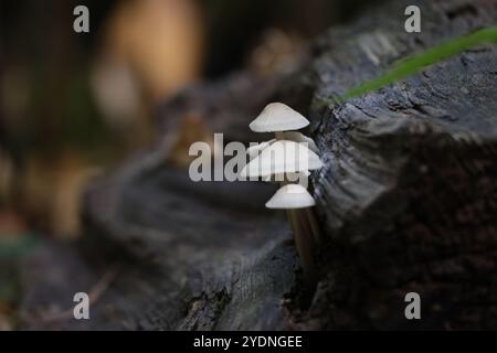 Little White Mushrooms Stock Photo