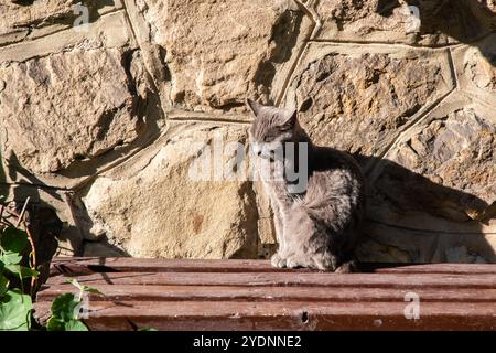 Gray cat sitting on wooden bench in front of  stone wall of old house on sunny day Stock Photo