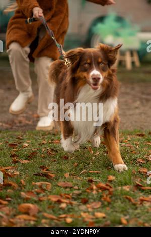 A lively brown and white dog enthusiastically runs through a grassy area covered in autumn leaves while its owner walks closely behind, dressed warmly Stock Photo