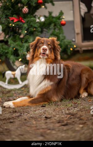 A cheerful brown and white dog lies comfortably on the ground, surrounded by a decorated Christmas tree and holiday decorations, capturing the festive Stock Photo