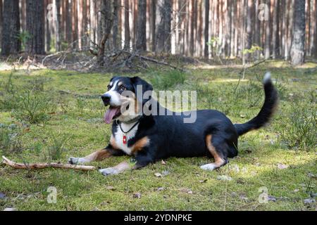 The Entlebucher Sennenhund Dog lying on moss in the Autumn Forest Stock Photo