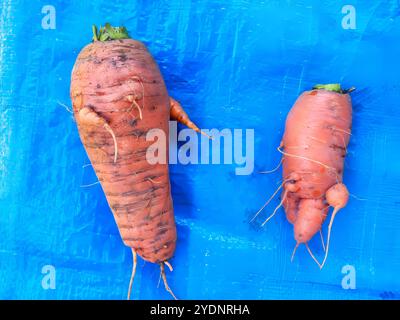 Two distinct carrots displayed on a bright blue surface, showcasing their unique shapes and textures. Stock Photo