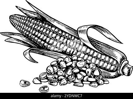 A corn cob and a handful of grains. Vector graphics with the image of corn. Black and white hand-drawn illustration. On a white background. Great for Stock Vector