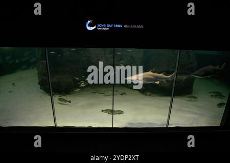 Sand tiger shark in the kelp forest. Carcharias taurus in Two ocean aquarium in Cape Town. Sharks around coast line in South Africa. Stock Photo