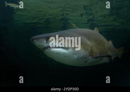 Sand tiger shark in the kelp forest. Carcharias taurus in Two ocean aquarium in Cape Town. Sharks around coast line in South Africa. Stock Photo