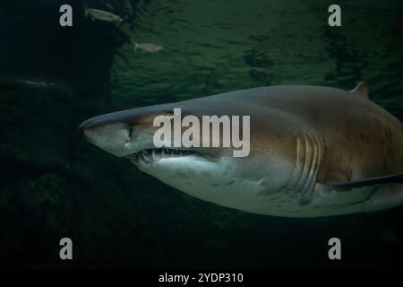 Sand tiger shark in the kelp forest. Carcharias taurus in Two ocean aquarium in Cape Town. Sharks around coast line in South Africa. Stock Photo