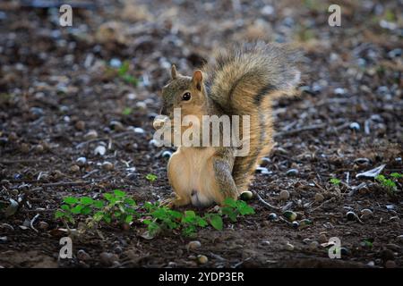 A fox squirrel (Sciurus niger) forages on the forest floor, holding a nut in its paws, bushy tail and earthy tones blend into the woodland background Stock Photo