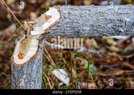 A small tree felled by a beaver. It is lying on the ground, but still attached to the stump. Closeup view, room for text. Stock Photo
