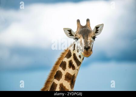 Rothschild Giraffe portrait in Murchison Falls National Park- Uganda Stock Photo