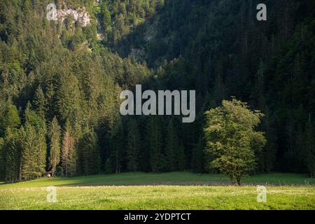 Lone Tree in Front of the Forested Peaks of Fraunloch, Abtenau, Lammertal, Austria Stock Photo