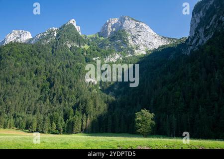 Lone Tree in Front of the Forested Peaks of Fraunloch, Abtenau, Lammertal, Austria Stock Photo