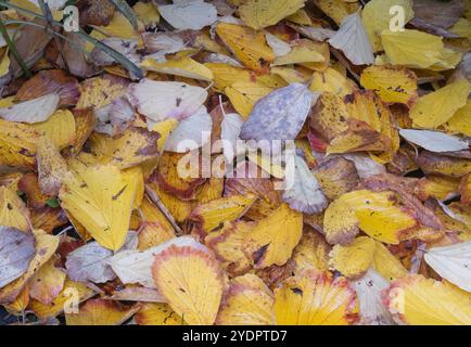 Bug on a bed of autumn leaves Stock Photo