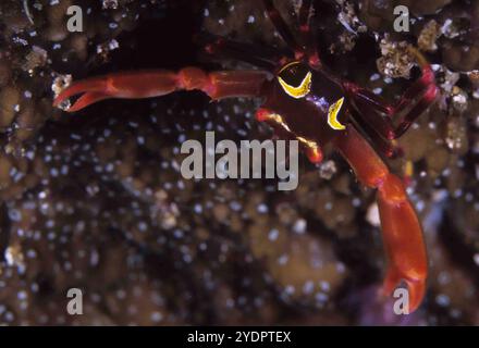 Black Coral Crab, Quadrella maculosa, Betlehem dive site, Manado, Sulawesi, Indonesia Stock Photo