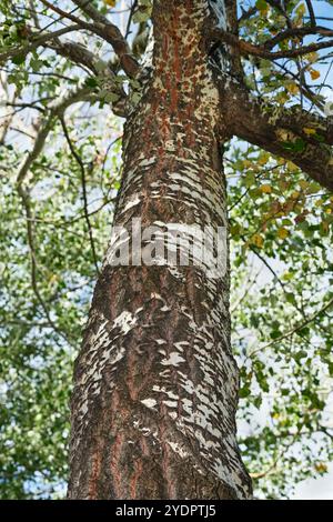 The rough, furrowed trunk of a matured white poplar tree Stock Photo