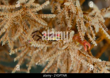 Black Coral Crab, Quadrella maculosa, K41 dive site, Dili, East Timor Stock Photo