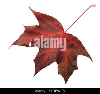 A leaf of a maple tree is shown in full color. The leaf is red and has a slightly brownish tint. The leaf is positioned on a white background, which m Stock Photo