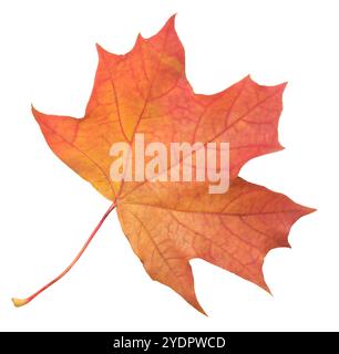 A leaf of a maple tree is shown in full color. The leaf is red and has a slightly brownish tint. The leaf is positioned on a white background, which m Stock Photo