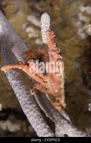 Spider Crab, Hyastenus sp, decorated with pieces of sponge and tunicate, on sponge, Porifera Phylum, Flying Fish Cove Beach dive site, Christmas Islan Stock Photo