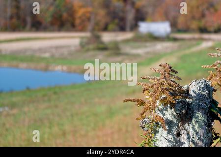 Lichen on a fence post with copy space to the left Stock Photo