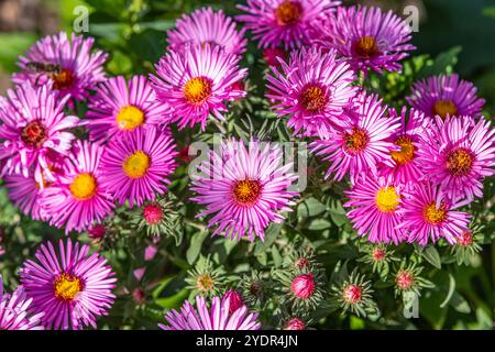 Symphyotrichum novae-angliae is a species of flowering plant in the aster family (Asteraceae), commonly known as New England aster, hairy Michaelmas-d Stock Photo