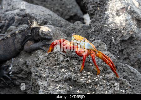 Bightly colored sally lightfoot crab standing on porous volcanic rock with a marine iguana defocused in the background. In the Galapagos islands Stock Photo