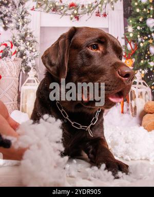 Christmas photo session on chocolate Labrador dog in professional studio Stock Photo