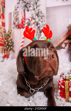 Christmas photo session on chocolate Labrador dog in professional studio Stock Photo