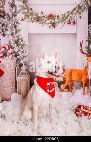 Siberian Hasky dog, Christmas photo session in cozy atmosphere Stock Photo