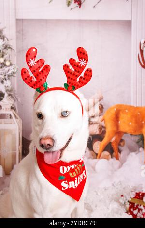 Siberian Hasky dog, Christmas photo session in cozy atmosphere Stock Photo