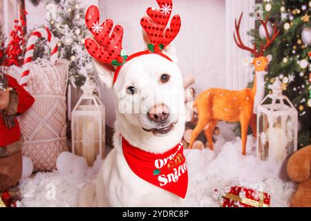 Siberian Hasky dog, Christmas photo session in cozy atmosphere Stock Photo