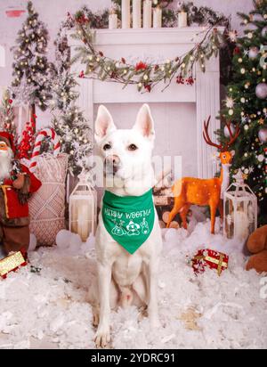 Siberian Hasky dog, Christmas photo session in cozy atmosphere Stock Photo